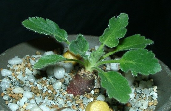 Pelargonium campestre ̎ʐ^