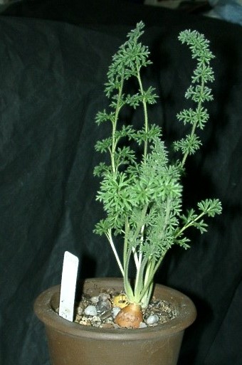 Pelargonium rapaceum ̎ʐ^