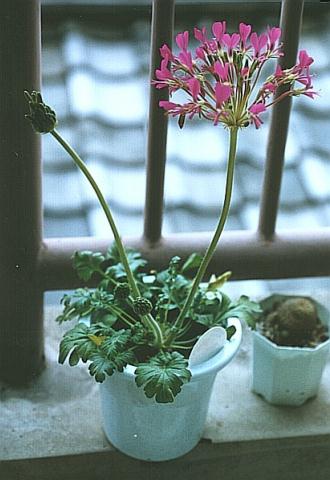 Pelargonium incrassatum ̎ʐ^