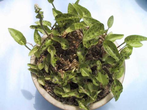 Drimiopsis maculata ̎ʐ^