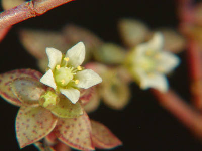 Crassula volkensii flowerの写真