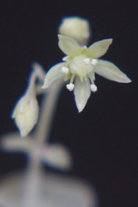 Crassula cordata flowerの写真