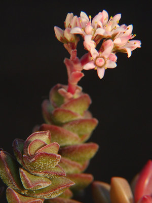 Crassula  'Jade Tower' flowerの写真