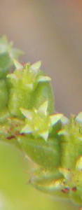 Crassula lycopodioides flowerの写真