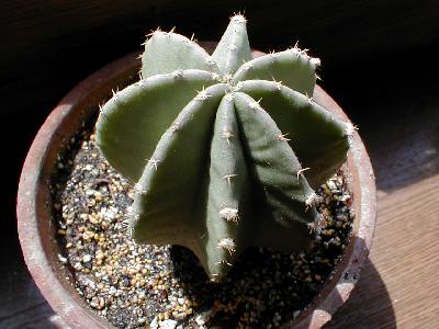 Echinocereus luteus ̎ʐ^
