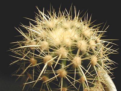 Echinocactus grusonii ̎ʐ^