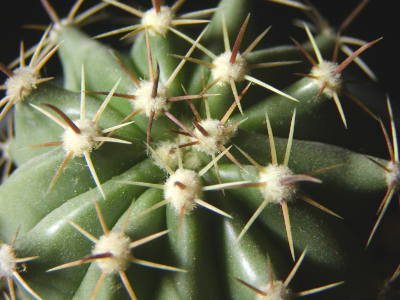 Ferocactus horridus ̎ʐ^