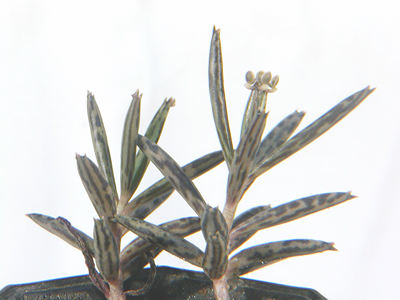 Kalanchoe tubiflora ̎ʐ^