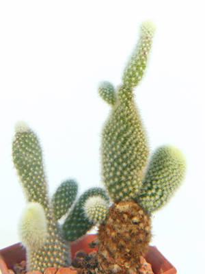 Opuntia microdasys var. albispina 