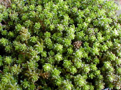Sedum oryzifolium f. pumilum 