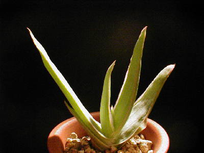 Aloe striata ̎ʐ^