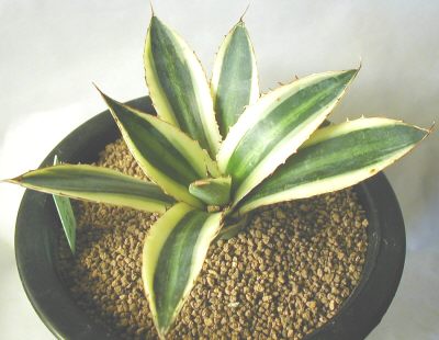 Agave lophantha f. variegata variegata̎ʐ^