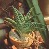 Aloe variegata ̎ʐ^