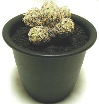 Escobaria minima ̎ʐ^