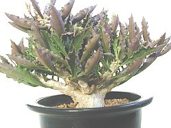 Euphorbia decaryi ̎ʐ^