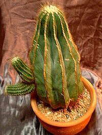 Eriocactus magnificus ̎ʐ^