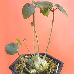 Ficus petiolaris ̎ʐ^