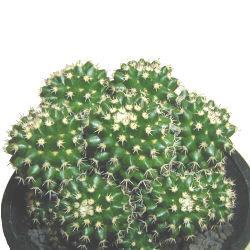 Mammillaria eichlamii �̎ʐ^
