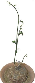 Pyrenacantha malvifolia ̎ʐ^