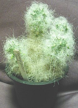 Tephrocactus rauhii ̎ʐ^
