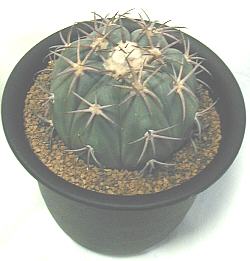 Echinocactus horizonthalonius ̎ʐ^