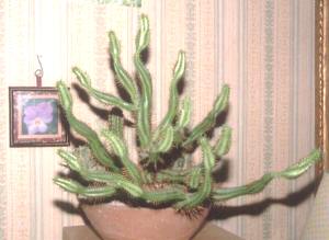 Euphorbia enopla ̎ʐ^