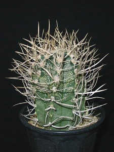 Astrophytum capricorne var. crassispinum ̎ʐ^