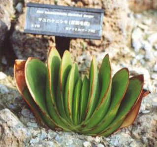 Aloe haemanthifolia ̎ʐ^