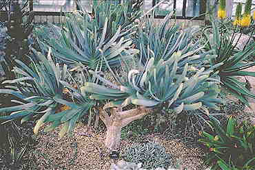 Aloe plicatilis ̎ʐ^