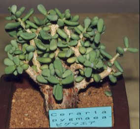 Ceraria pygmaea ̎ʐ^