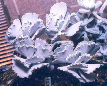 Cotyledon undulata の写真