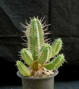 Euphorbia ferox ̎ʐ^