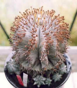 Euphorbia horrida ̎ʐ^
