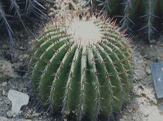 Echinocactus ingens ̎ʐ^