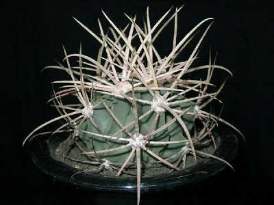 Echinocactus parryi ̎ʐ^