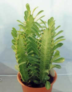 Euphorbia trigona ̎ʐ^