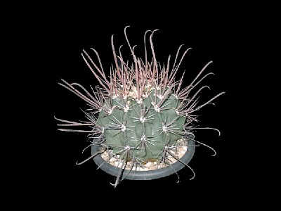 Ferocactus peninsulae var. viscainensis ̎ʐ^