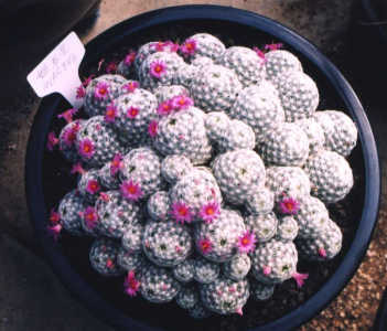 Mammillaria humboldtii var. caespitosa ̎ʐ^