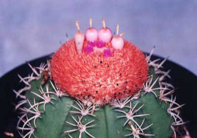 Melocactus matanzanus ̎ʐ^