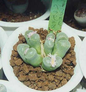 Ophthalmophyllum pubescens ̎ʐ^