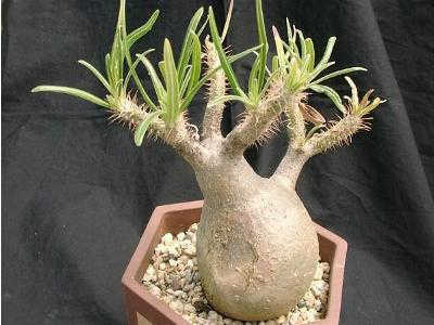 Pachypodium rosulatum var. gracilius ̎ʐ^