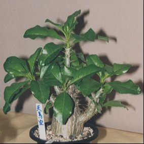 Pachypodium succulentum ̎ʐ^