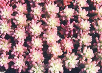 Sedum rubrotinctum cv.'Aurora' 