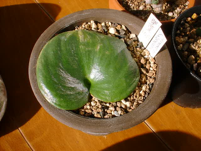 Eriospermum breviscapum ̎ʐ^