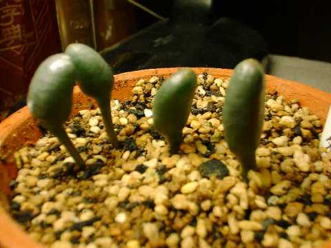 Ornithogalum unifoliatum ̎ʐ^