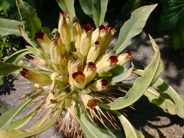 Pachypodium namaquanum flower̎ʐ^