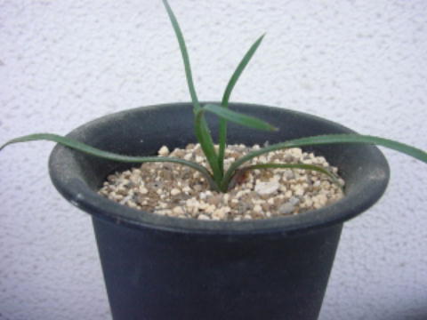 Aloe albida ̎ʐ^