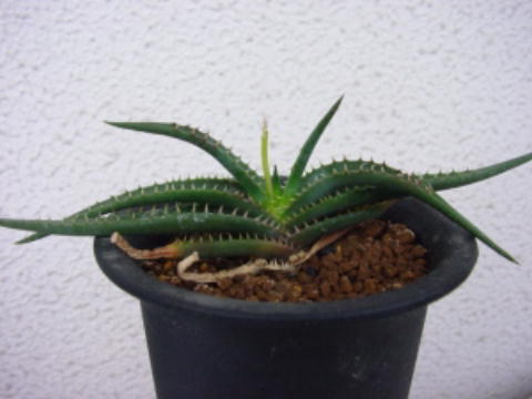 Aloe calcairophila ̎ʐ^