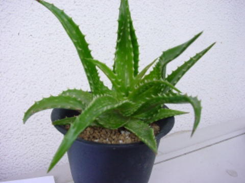 Aloe cameronii ̎ʐ^