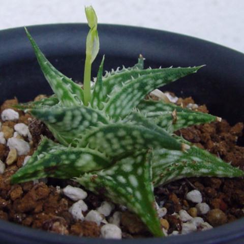 Aloe descoingsii ̎ʐ^